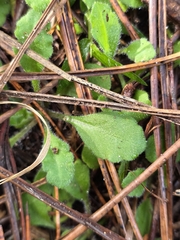 Lagenophora stipitata, photograph author not stated, no rights reserved