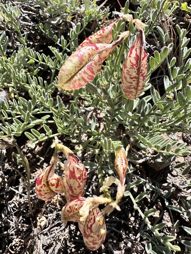 Astragalus whitneyi, photograph 5