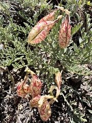 Astragalus whitneyi, photograph author not stated, no rights reserved