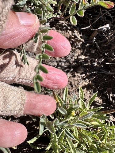 Astragalus whitneyi, photograph 6