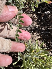 Astragalus whitneyi, photograph author not stated, no rights reserved
