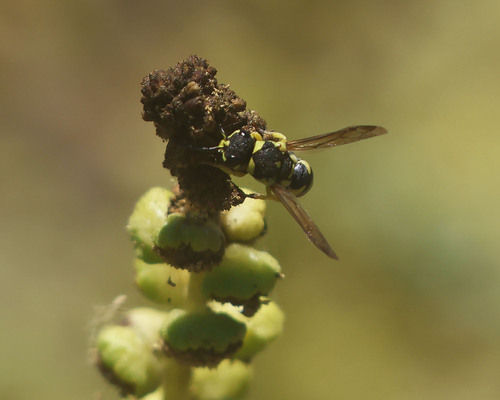 iNaturalist observation photo of Potter and Mason Wasps