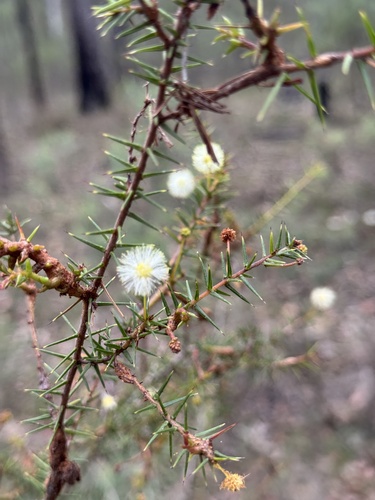 juniper wattle
