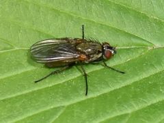 Hydrophoria linogrisea