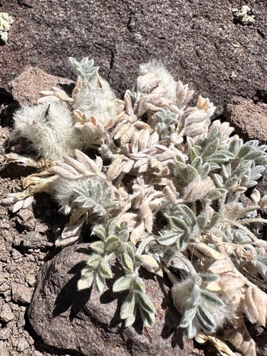 Astragalus purshii, photograph 4