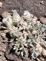 author not stated, no rights reserved Astragalus purshii, photograph author not stated, no rights reserved
