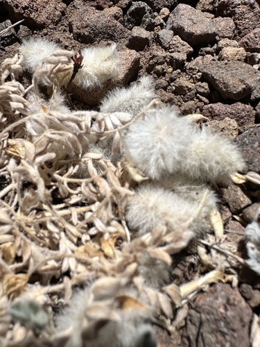 Astragalus purshii, photograph 5