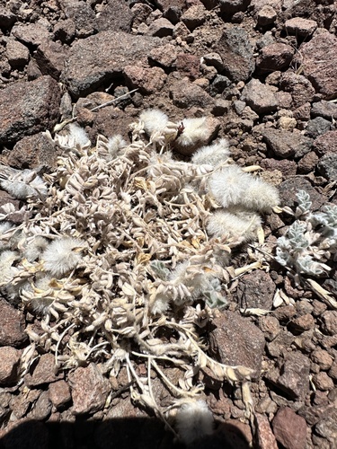 Astragalus purshii, photograph 6