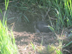 Thomomys bulbivorus