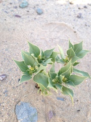 Stillingia spinulosa