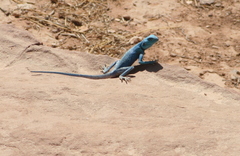 Pseudotrapelus sinaitus