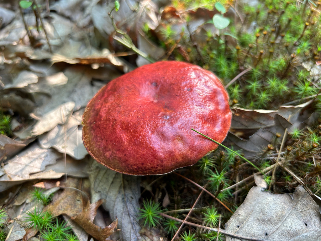 Frost's Bolete · July 2026 · photo: Photo: (c) Branson Khounvichith, some rights reserved (CC BY-SA) · iNaturalist