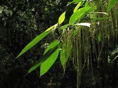 Myriocarpa longipes