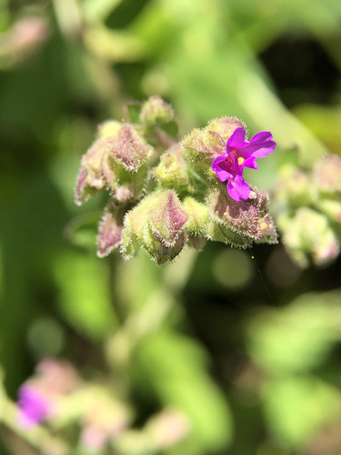 Mirabilis viscosa, photograph 1