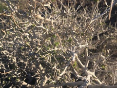 Psorothamnus fremontii