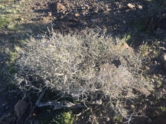 Psorothamnus fremontii