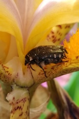 Oxythyrea