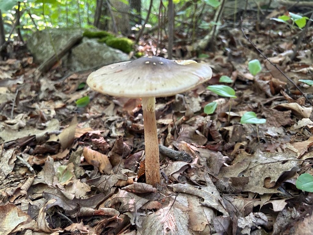 Brown American Star-footed Amanita · July 2026 · photo: Photo: (c) Branson Khounvichith, some rights reserved (CC BY-SA) · iNaturalist