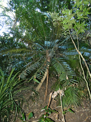 Lepidozamia hopei, photograph (c) Steve Fitzgerald, some rights reserved (CC BY-SA)