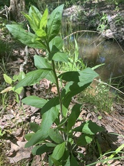 Hybanthus concolor