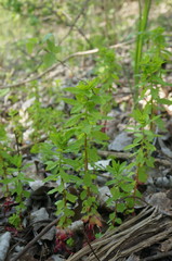 Euphorbia platyphyllos