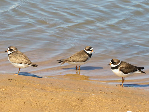 Chorlitejo semipalmeado (Charadrius semipalmatus)