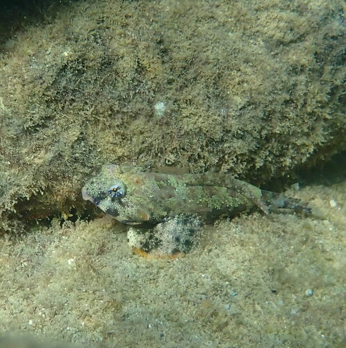 Neosynchiropus ocellatus observed 2026-07-24