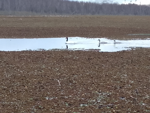 Cygne à cou noir, jeune