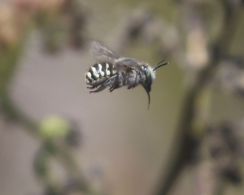 iNaturalist observation photo of Scurfy Pea Carder Bee