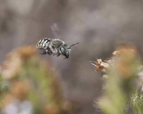 iNaturalist observation photo of Scurfy Pea Carder Bee