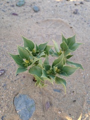 Stillingia spinulosa