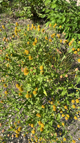 Smallhead Sneezeweed