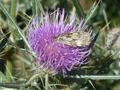 Cirsium tenoreanum