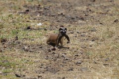 Neogale frenata frenata