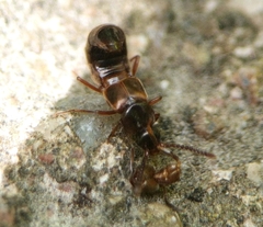 Pella limbata