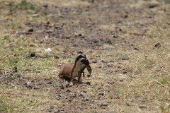 Neogale frenata frenata