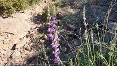 Lupinus excubitus austromontanus