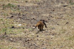 Neogale frenata frenata