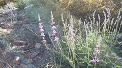 Lupinus excubitus austromontanus