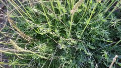 Lupinus excubitus austromontanus