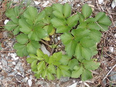 Angelica lucida