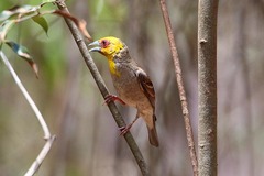 Ploceus sakalava