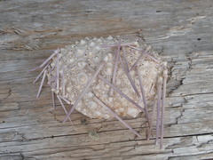 Mesocentrotus franciscanus