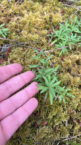 Moehringia macrophylla, 2026-07-23