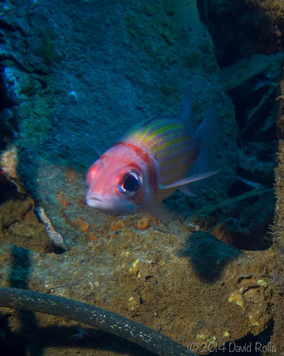 Neoniphon aurolineatus, 2014-02-09