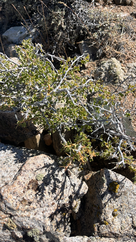 Ribes velutinum observed 2026-07-23