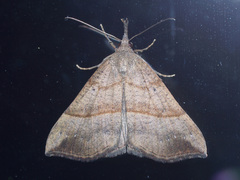 Hypena proboscidalis