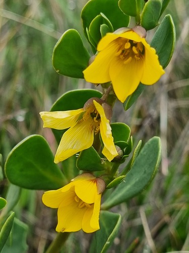 Pale twinleaf
