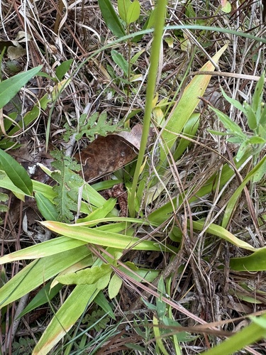 Aletris farinosa, photograph 6
