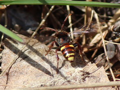 Nomada gracilis